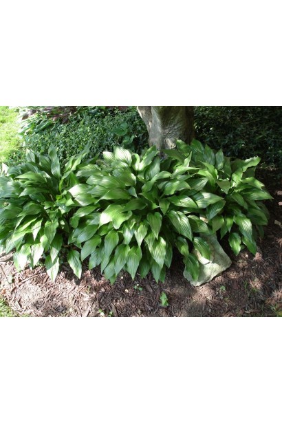 Хоста ланцетолиста купити 